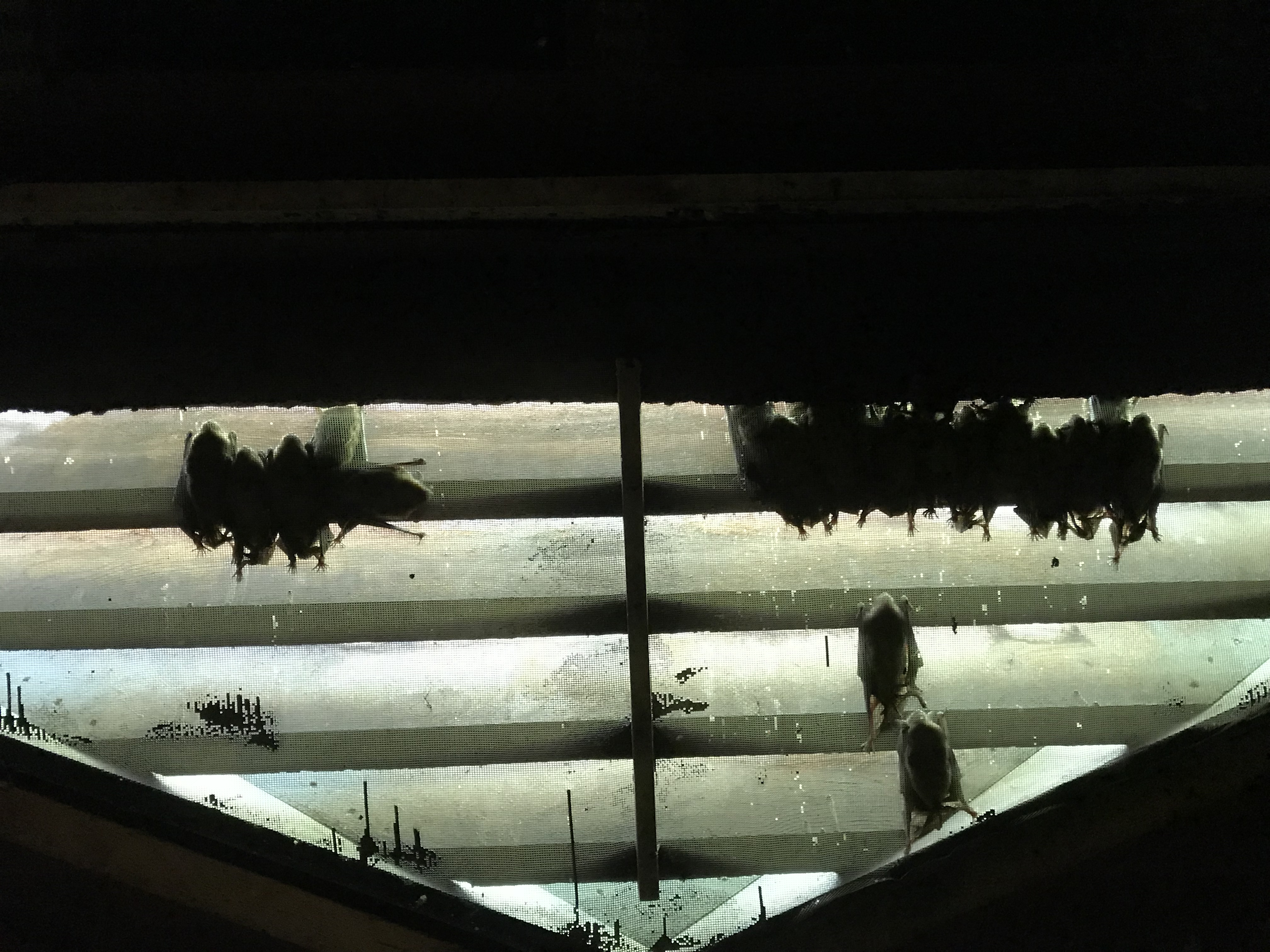 Animal Exclusion in Marshall County