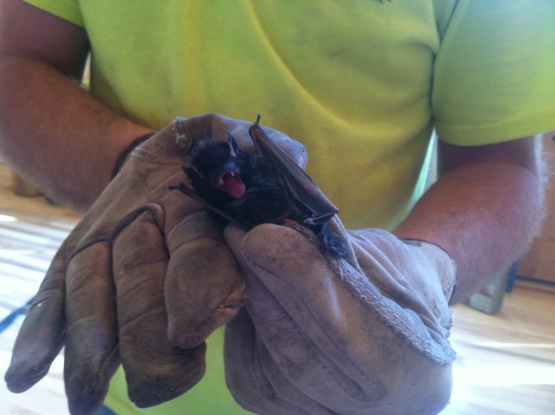 Animal Intrustion In Limestone County