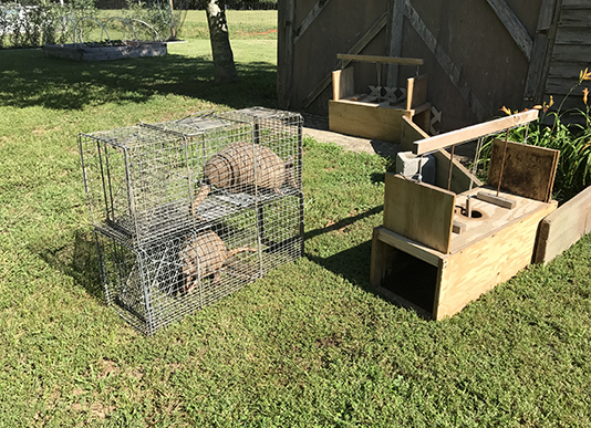 Armadillo removal from yard