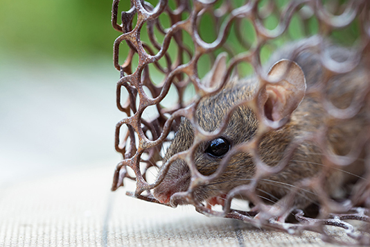 Mice and Rats in House