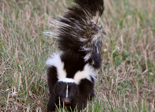 Skunk in your yard Huntsville
