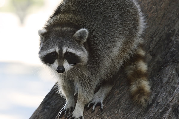 Raccoon Removal